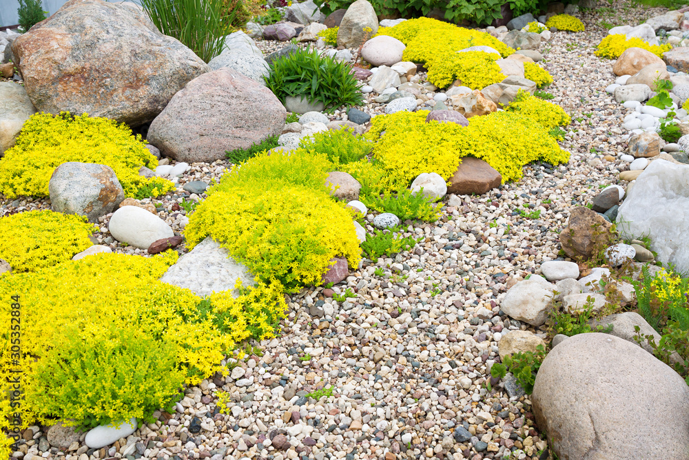 Finished rock garden with gravel, boulders and yellow blooms
